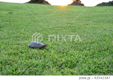 ヤエヤマイシガメ 43542387