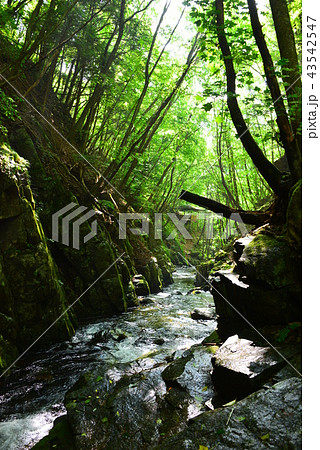 巣栗渓谷 長和町 巣栗渓谷 長和町 43542547