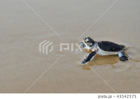 孵化したばかりのアオウミガメの赤ちゃん 孵化したばかりのアオウミガメの赤ちゃん 43542575