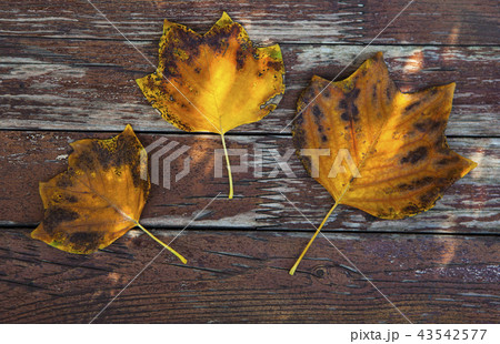 autumn tree leafs wooden table autumn tree leafs wooden table 43542577