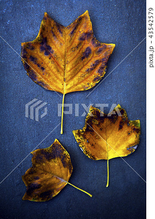 autumn tree leafs forest autumn tree leafs forest 43542579