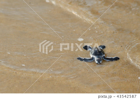 孵化したばかりのアオウミガメの赤ちゃん 43542587