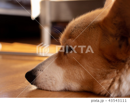 横たわる犬　コ－ギ－２ 43543111