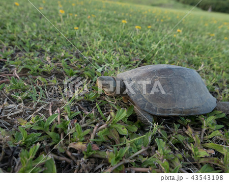 ヤエヤマイシガメ 43543198