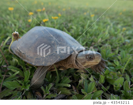 ヤエヤマイシガメ 43543211