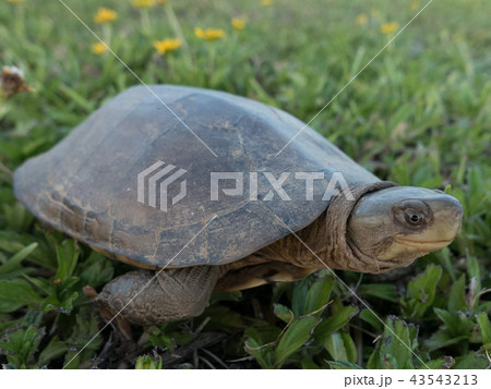 ヤエヤマイシガメ 43543213