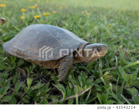 ヤエヤマイシガメ 43543214