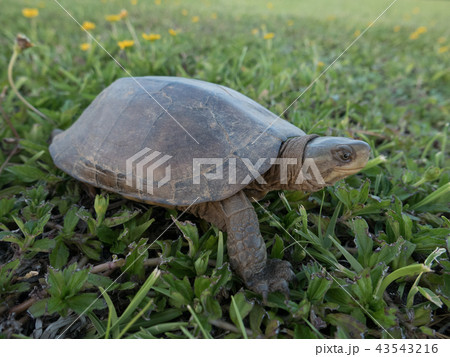 ヤエヤマイシガメ 43543216