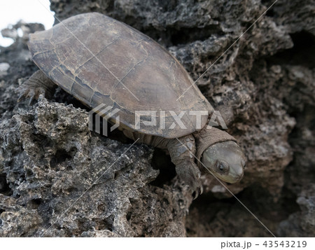 ヤエヤマイシガメ 43543219