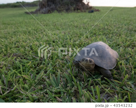 ヤエヤマイシガメ 43543232