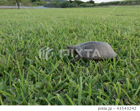 ヤエヤマイシガメ 43543242