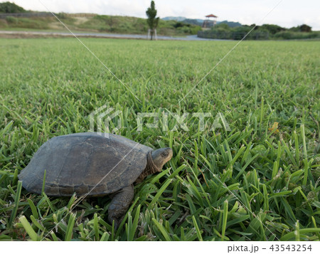 ヤエヤマイシガメ ヤエヤマイシガメ 43543254