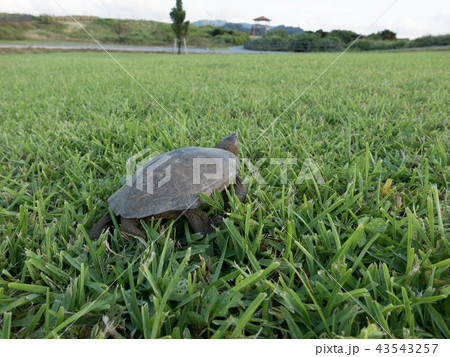ヤエヤマイシガメ 43543257