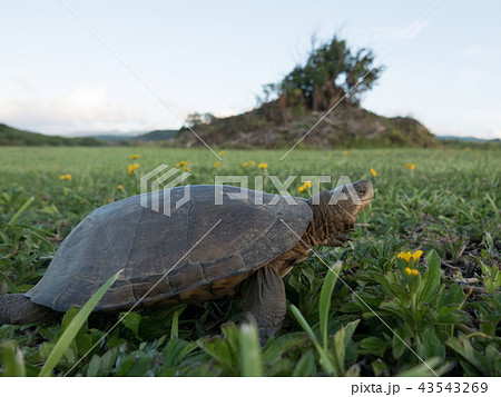ヤエヤマイシガメ 43543269