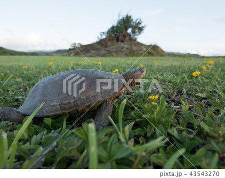 ヤエヤマイシガメ ヤエヤマイシガメ 43543270