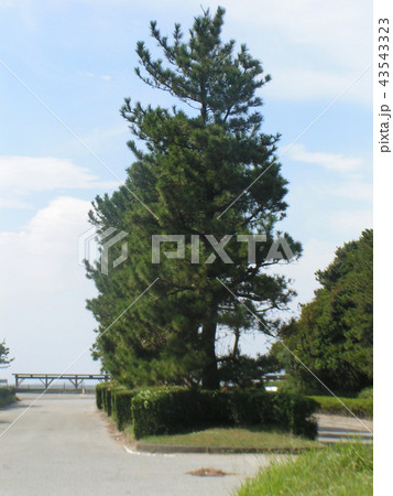 稲毛海岸入り口の黒松の植え込み 43543323