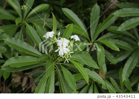 オキナワキョウチクトウ　ミフクラギ　白 43543411