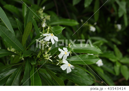 オキナワキョウチクトウ ミフクラギ 白 オキナワキョウチクトウ ミフクラギ 白 43543414