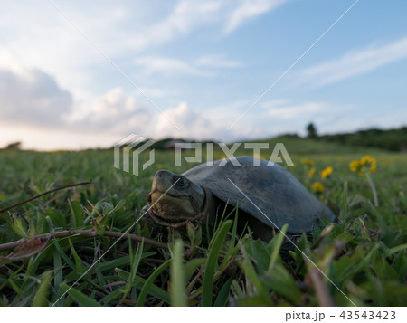 ヤエヤマイシガメ 43543423
