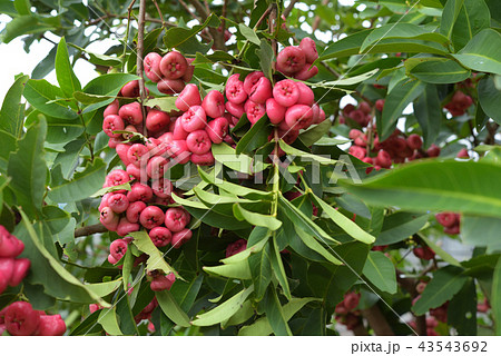 レンブ　蓮霧　ジャワフトモモ 43543692