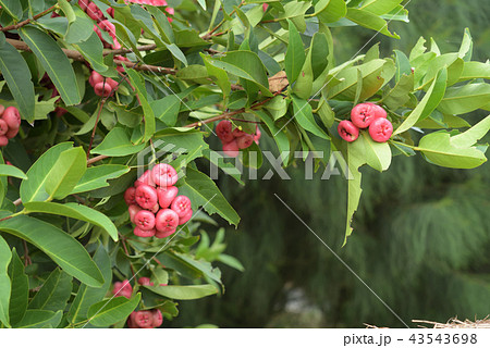 レンブ　蓮霧　ジャワフトモモ 43543698