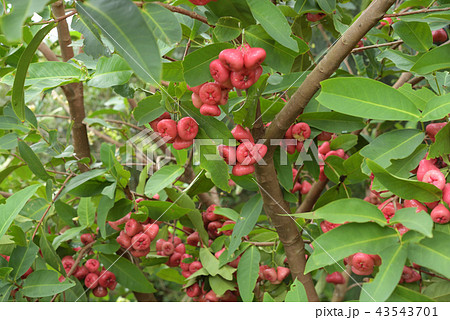 レンブ　蓮霧　ジャワフトモモ 43543701