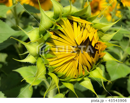 夏直前の向日葵 43543906