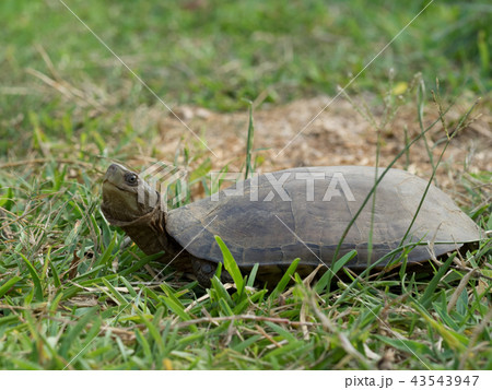 ヤエヤマイシガメ 43543947