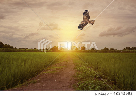 Milvus migrans 43543992