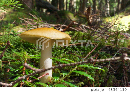 白駒池　苔の森　キノコ 43544150