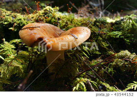 白駒池 苔の森 キノコ 白駒池 苔の森 キノコ 43544152