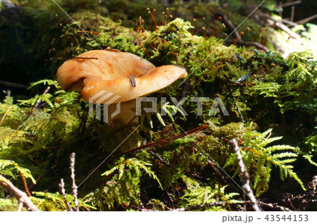 白駒池　苔の森　キノコ 43544153