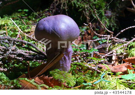 オオウスムラサキフウセンタケ 43544178