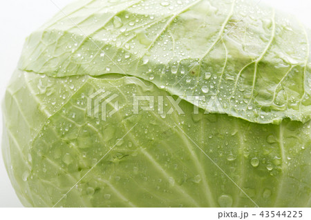 キャベツ 43544225