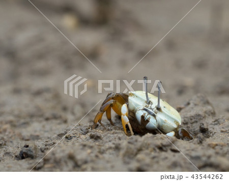 オキナワハクセンシオマネキ　白 43544262