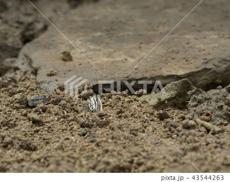 オキナワハクセンシオマネキ　白 43544263