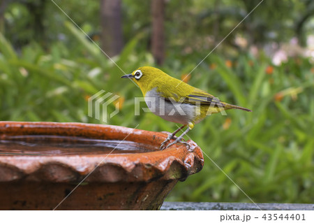 Oriental white-eye Zosterops palpebrosus birds of  43544401