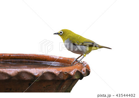 Oriental white-eye Zosterops palpebrosus birds of  43544402