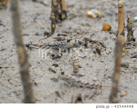 ミナミトビハゼ　トントンミー　とんとんみー 43544448