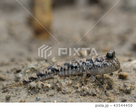 ミナミトビハゼ トントンミー とんとんみーの写真素材 [43544450] - PIXTA