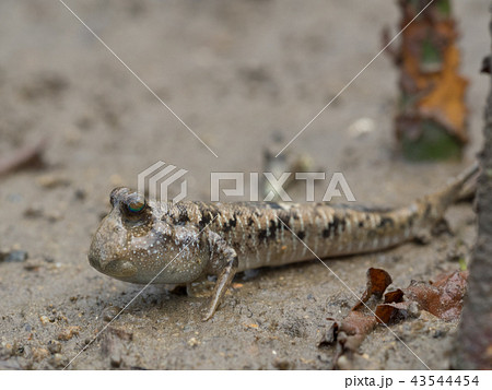 ミナミトビハゼ　トントンミー　とんとんみー 43544454
