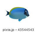 powder blue surgeonfish, Vector illustration. 43544543