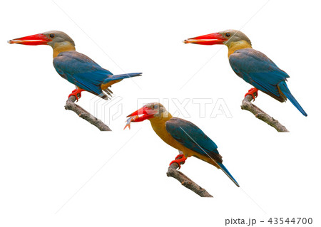 Stork-billed Kingfisher Pelargopsis capensis Stork-billed Kingfisher Pelargopsis capensis 43544700
