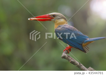 Stork-billed Kingfisher Pelargopsis capensis 43544701
