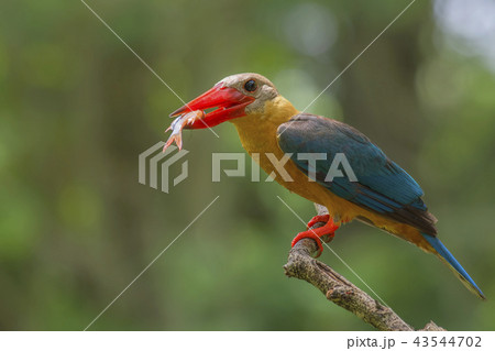Stork-billed Kingfisher Pelargopsis capensis 43544702