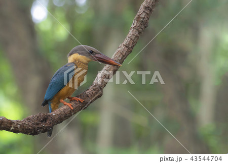 Stork-billed Kingfisher Pelargopsis capensis Stork-billed Kingfisher Pelargopsis capensis 43544704