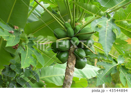 青パパイア 青パパイア 43544894