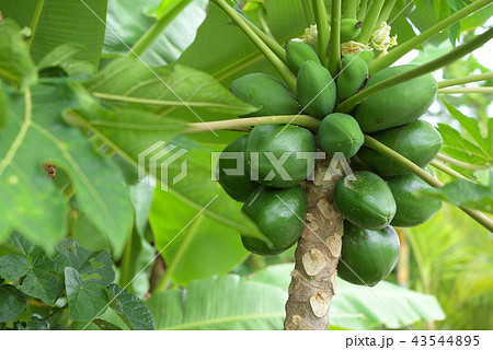 青パパイア 43544895