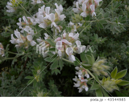 ロータスブリムストーン ロータスブリムストーン 43544985