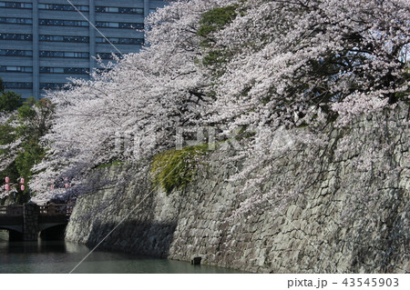 お堀の桜 43545903